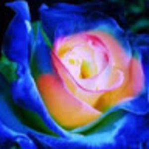 Meet your Posher, Abbie